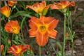 Bright Sunset Daylily Hemerocallis ‘Bright Sunset’ Bare Root - 3 Plants