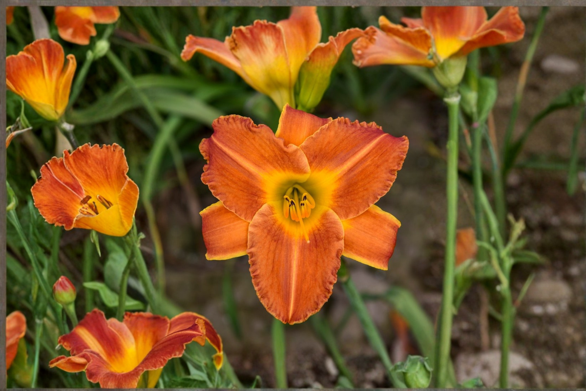 Bright Sunset Daylily Hemerocallis ‘Bright Sunset’ Bare Root - 3 Plants