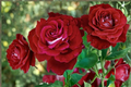 Scarlet Red & White Rose Seeds - 10 Pack | Two-Tone Bloom Seed