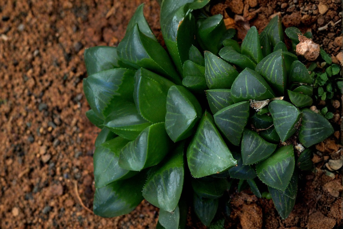 Haworthia retusa Live Succulent Plant - Rooted 2-Inch Pot
