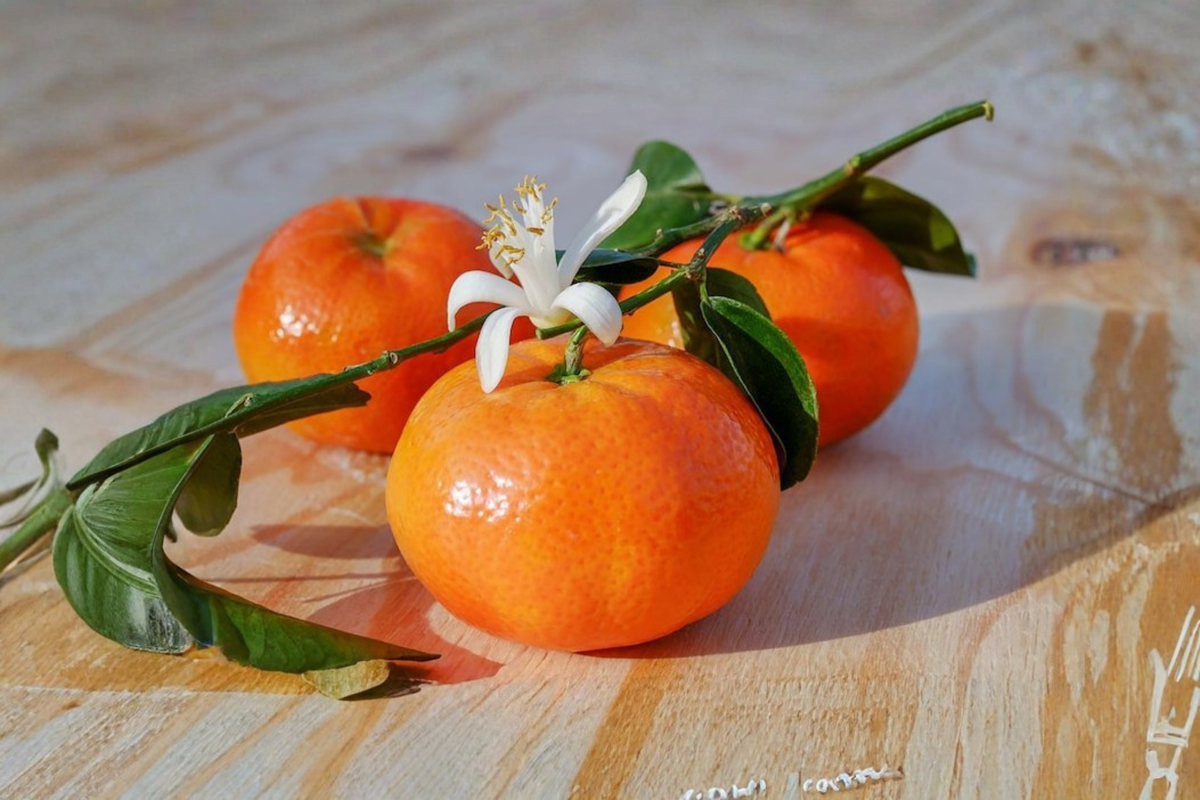 Owari Satsuma Mandarin Grafted Live Tree - Semi-Dwarf, Self-Pollinating Citrus for Patio
