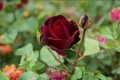 English Red Purple Rose Seeds - 20 Pack Ornamental Rose Flower Seeds (USA Seller)