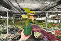 Syngonium podophyllum 'Neon Pink' - 2 Live Neon Pink Arrowhead Plants in 4-Inch Pots