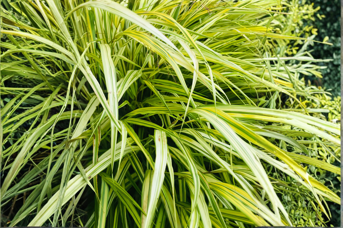 Aureola Japanese Forest Grass Starter Plant – Hakonechloa macra 'Aureola' (1 Live Starter Plant)