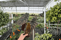 Alocasia Cuprea 2 Live Plants in 4-Inch Pots | Fully Established Roots