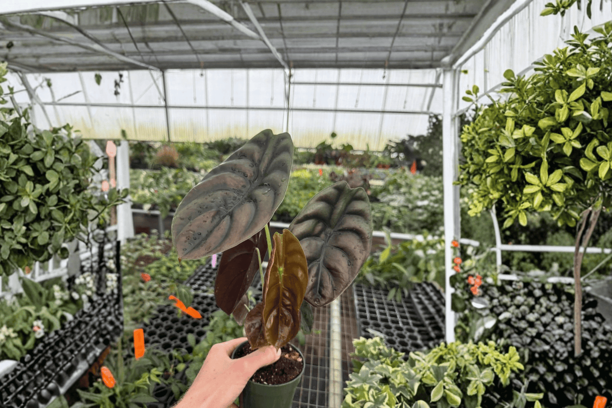 Alocasia Cuprea 2 Live Plants in 4-Inch Pots | Fully Established Roots