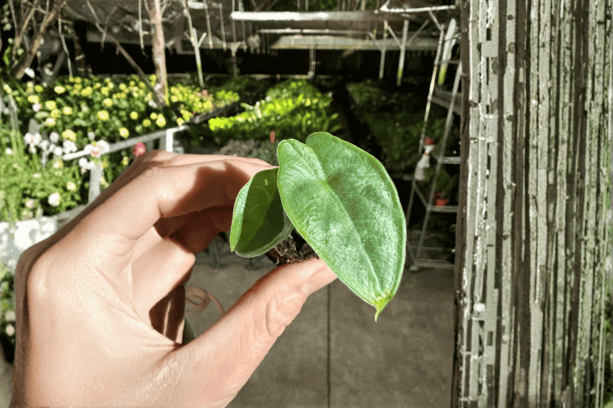 Alocasia puncak borneensis Starter Plants - 2 Bare Root Live Plants