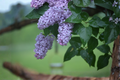 Old Fashioned Purple Lilac Syringa vulgaris Bare Root Plant - 6–12 Inches