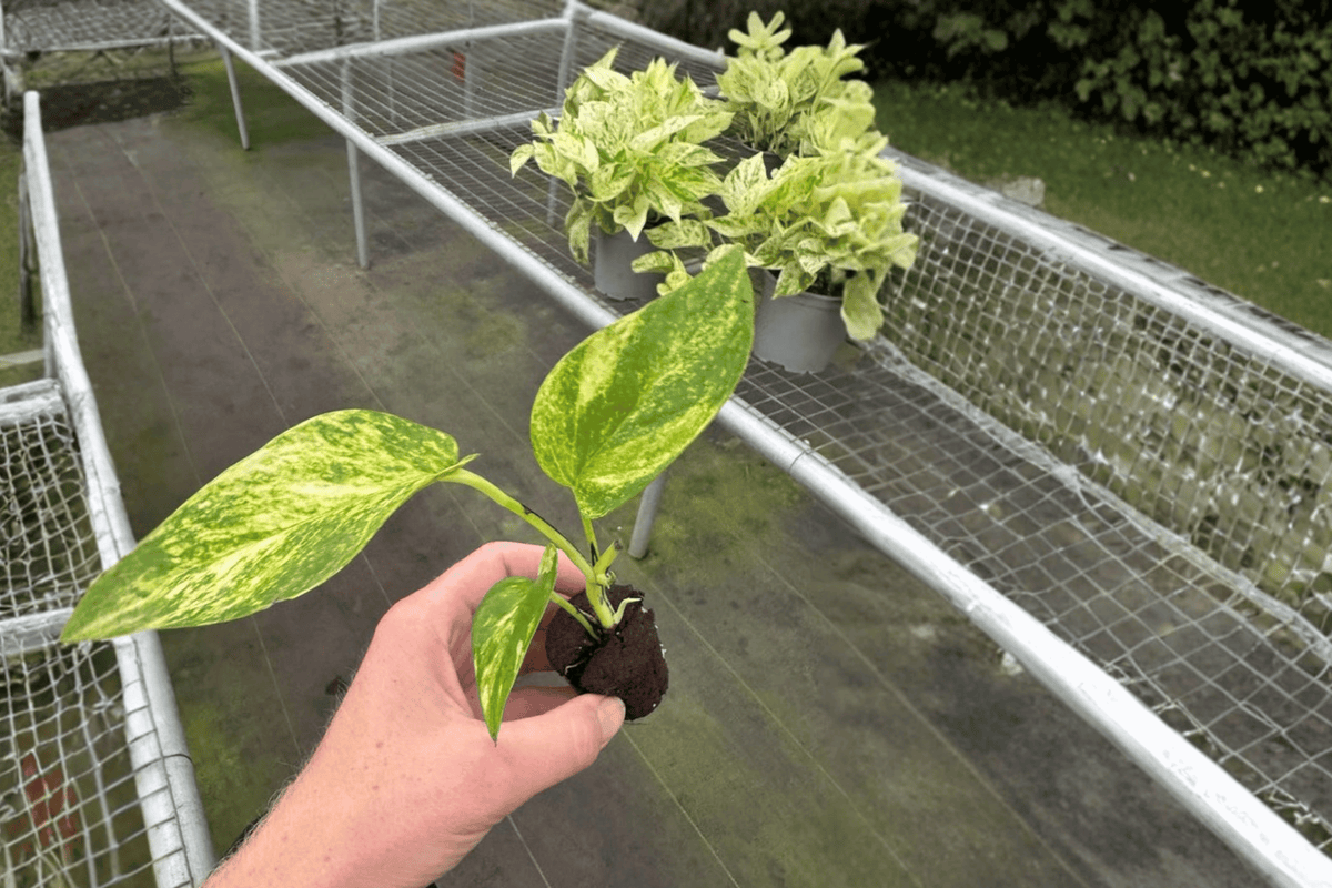Golden Churchill Pothos (Epipremnum aureum) - 2 Live Starter Plants in Soil Pods