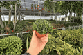 Haworthia Retusa - 2 Live Plants in 4-Inch Pots