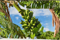 Dwarf Cavendish Banana Live Plant – Musa acuminata 'Dwarf Cavendish' in 3-Inch Pot