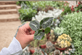 Alocasia Mandalay Starter Plants (2) Bare Root – Rhizomatous Tropical Foliage