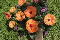 Orange Hibiscus Live Plant — Mature 1–1.5 ft Tall, May Arrive With Buds/Blooms, Free Shipping