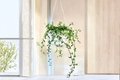 String of Dolphins - Fully Rooted Curio × peregrinus in 6-Inch Hanging Basket
