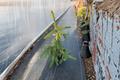 Gold Drift Weeping Norway Spruce - Picea abies ‘Gold Drift’, 12 Inch Live Plant in 1 Gallon Pot