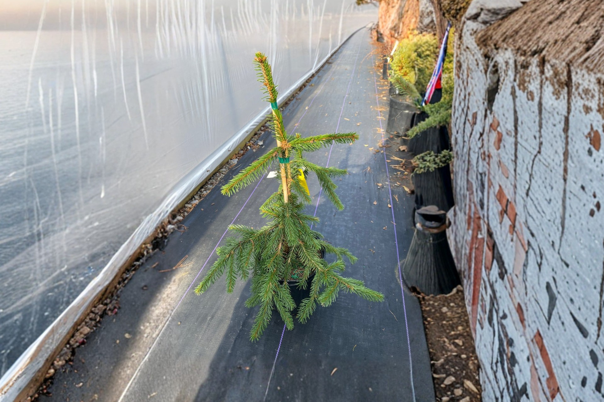 Gold Drift Weeping Norway Spruce - Picea abies ‘Gold Drift’, 12 Inch Live Plant in 1 Gallon Pot