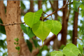 Sacred Fig Fresh Leaves (Ficus religiosa) – 10+ Leaves, Unrooted Cutting
