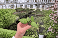 Hoya Black Margin Starter Plants (2) | Bare Root, Live Starter Plants