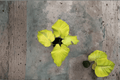 Monstera deliciosa 'Voltage' Tissue Culture Starter Plants - 2 Live Bare-Root