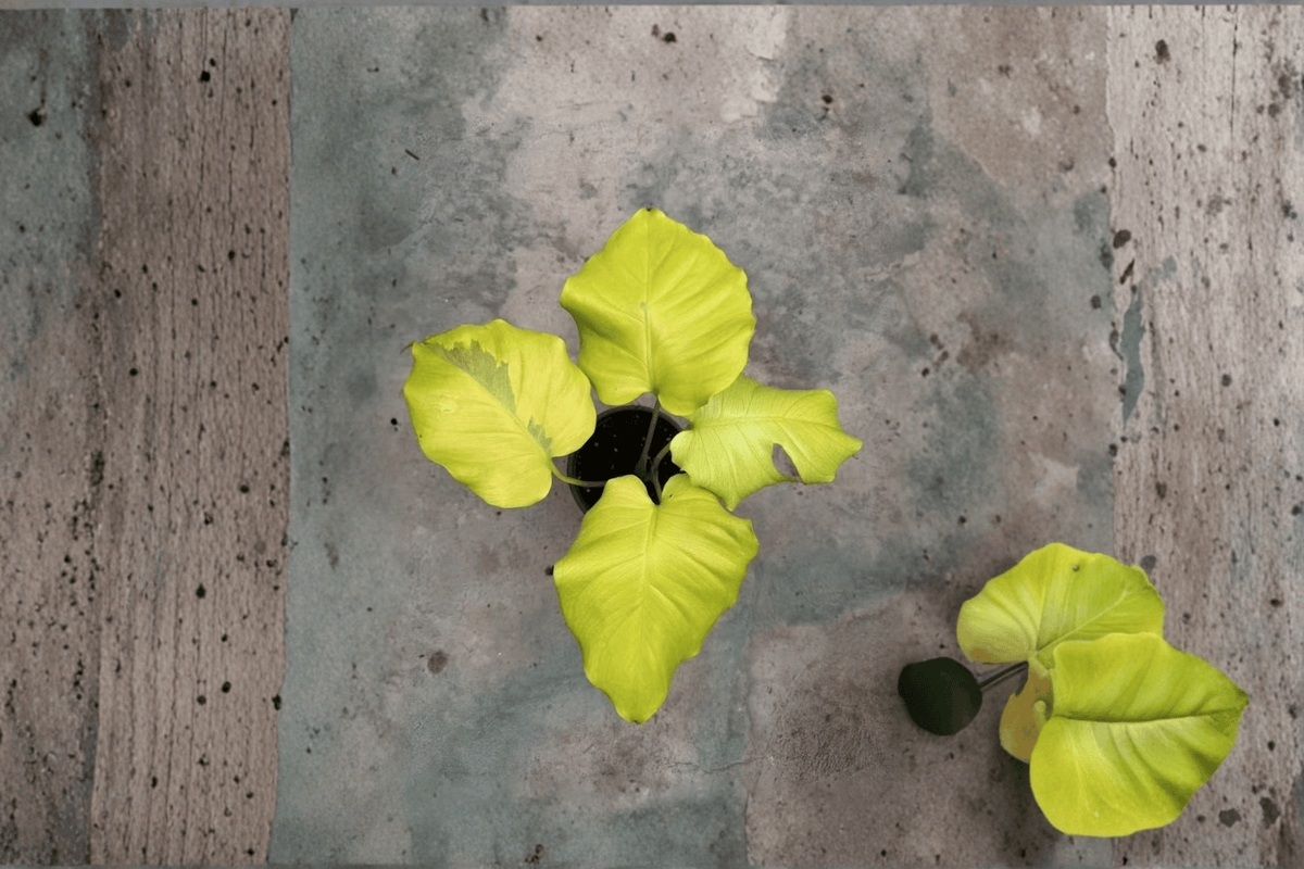 Monstera deliciosa 'Voltage' Tissue Culture Starter Plants - 2 Live Bare-Root