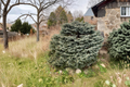 Blue Spruce ‘Thuem’ Picea pungens Live Plant 2 Gallon – Evergreen Conifer Tree