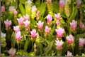 Curcuma 'Siam Swing' Live Plant - Bare Root, 4–6 Inches Tall