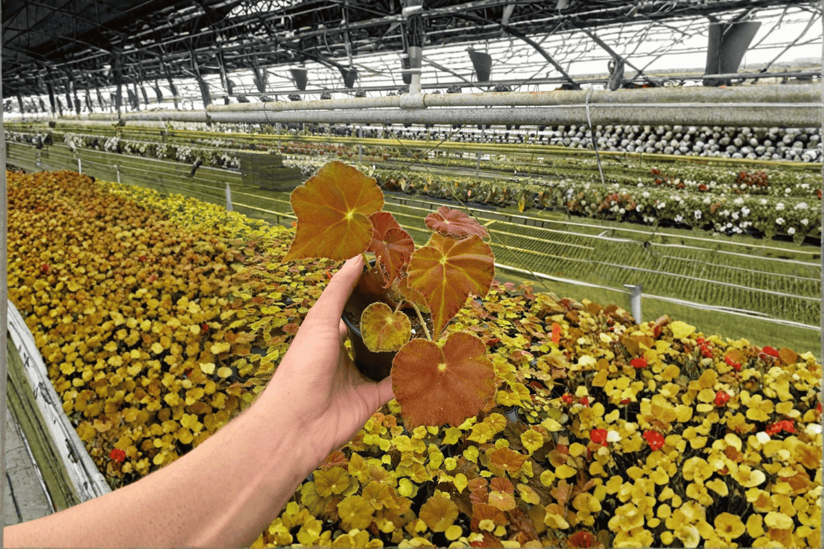 Begonia Amber Love Starter Plants (2) Bare Root | Ornamental Foliage