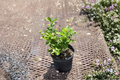 Arabian Sambac Jasmine Live Plant - 1 Gallon Rooted Plant for Indoor/Outdoor