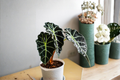 Alocasia Polly 3 Live Starter Plants | Alocasia × amazonica 'Polly' Tropical Houseplant