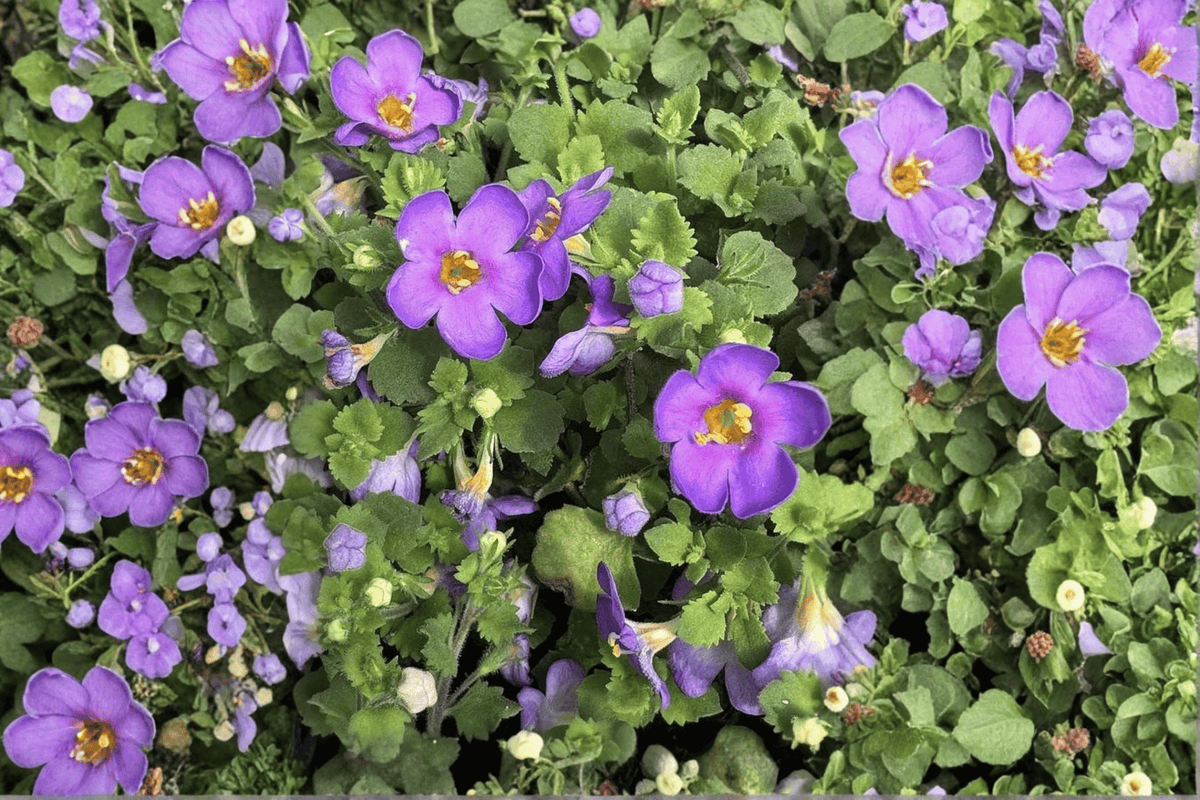 Bacopa Epic Blue - Sutera cordata Live Plant, 4-Inch Pot