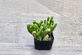 Gollum Jade (Crassula ovata ‘Gollum’) 4-Inch Rooted Starter Plant - Gollum Jade Succulent