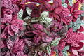 Hypoestes Splash Color Polka Dot Plant 4-Pack in 2.5-Inch Pots