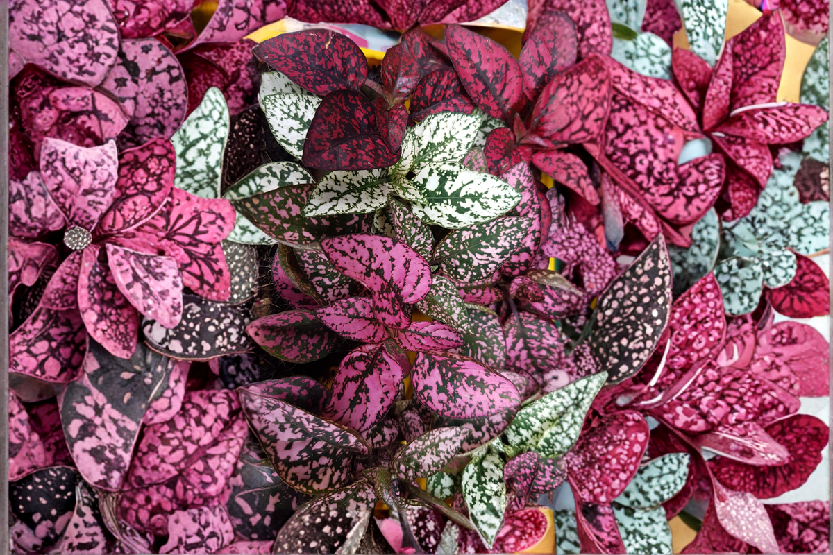 Hypoestes Splash Color Polka Dot Plant 4-Pack in 2.5-Inch Pots