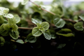 Swedish Ivy Plectranthus verticillatus - Live Plant in 4-Inch Pot