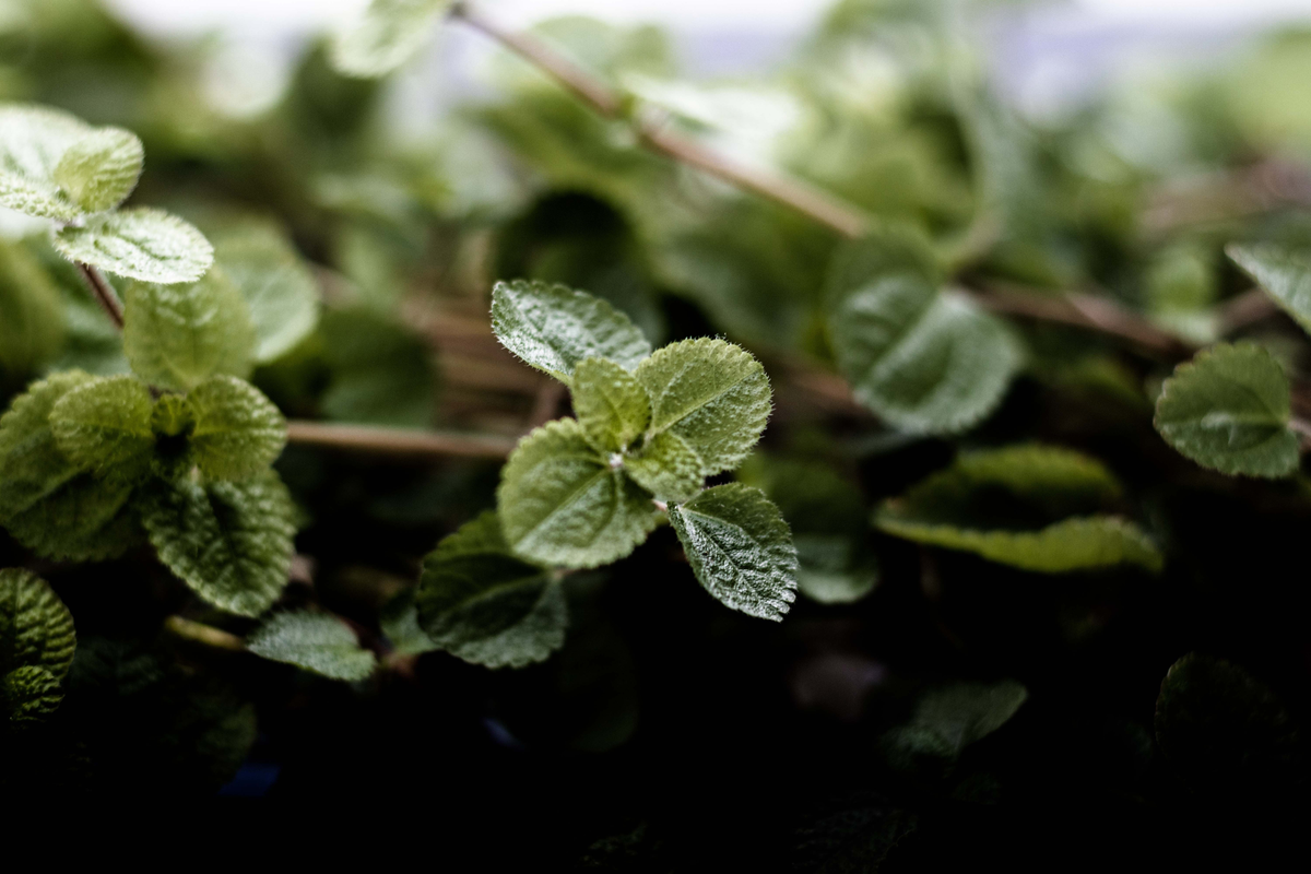 Swedish Ivy Plectranthus verticillatus - Live Plant in 4-Inch Pot