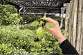 Variegated Philodendron Warscewiczii Starter Plants (2) - Exact Plants in Growing Plugs
