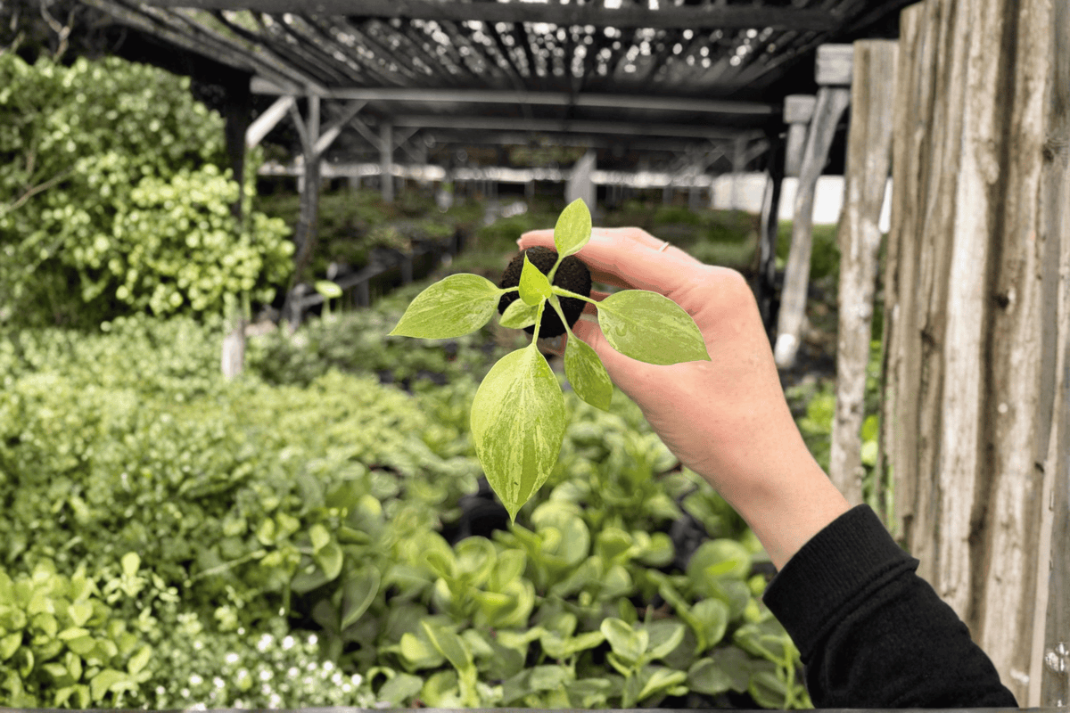 Variegated Philodendron Warscewiczii Starter Plants (2) - Exact Plants in Growing Plugs