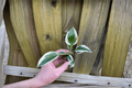 Hosta Patriot Starter Plants (2) – Live Hosta Patriot in Soil Pods, Fully Established Roots