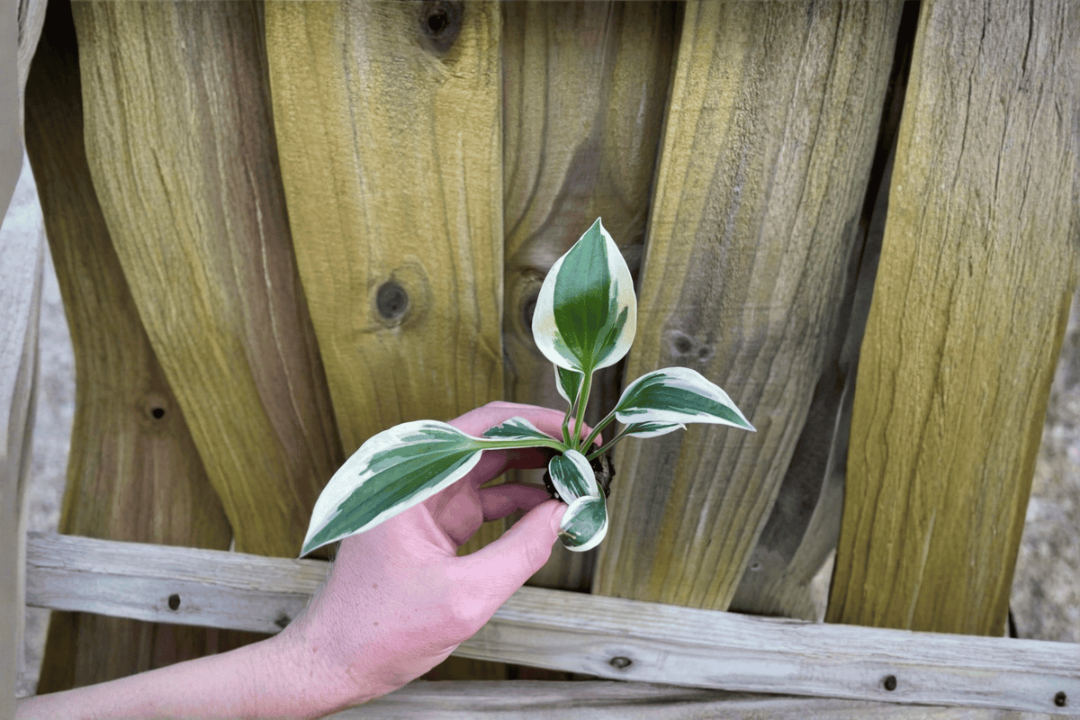Hosta Patriot Starter Plants (2) – Live Hosta Patriot in Soil Pods, Fully Established Roots