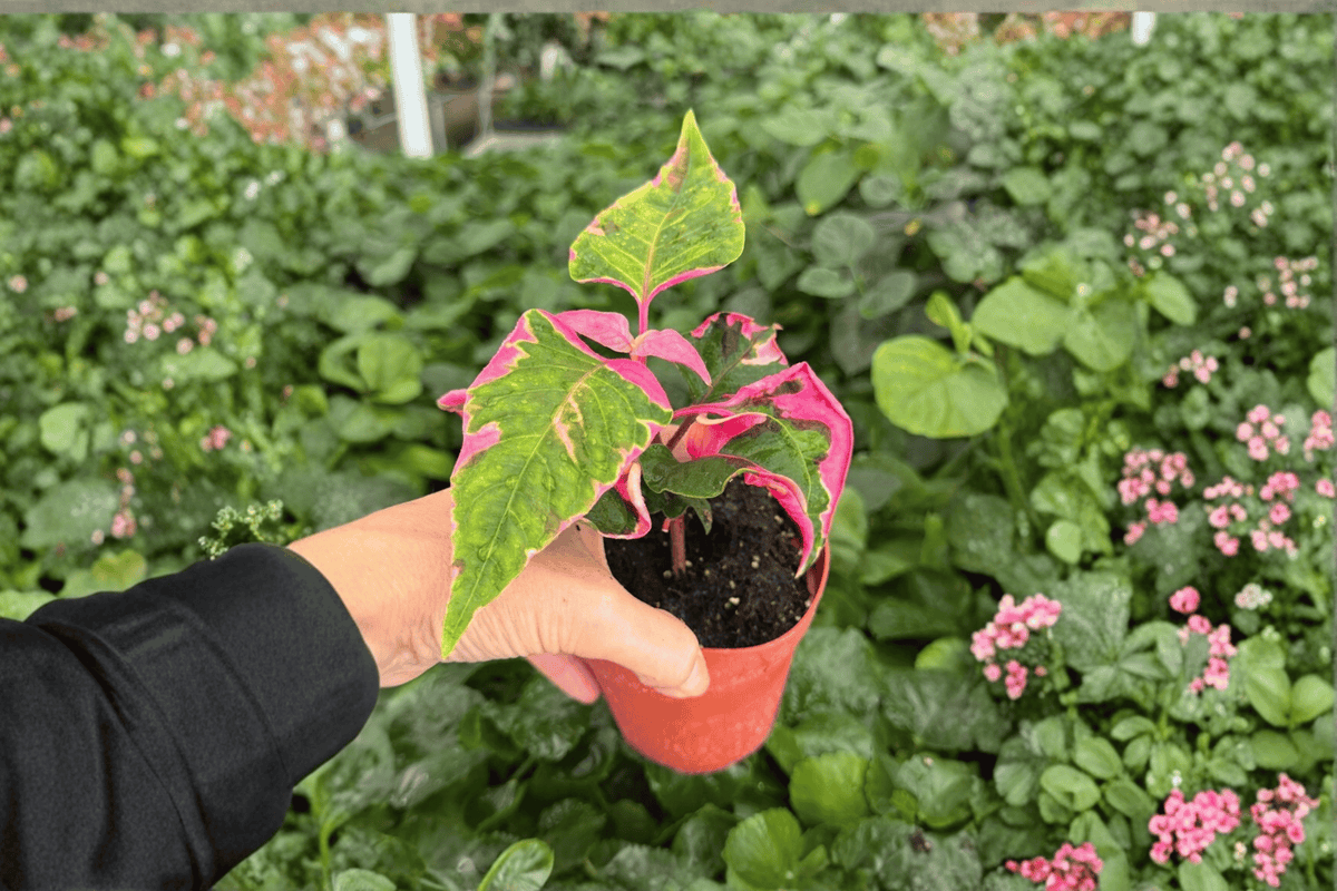 Alternanthera Party Time - 2 Live Plants in 4-Inch Pots