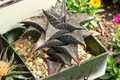 Haworthia venosa subsp. tessellata Live Rooted Succulent Plant - 2-Inch Pot