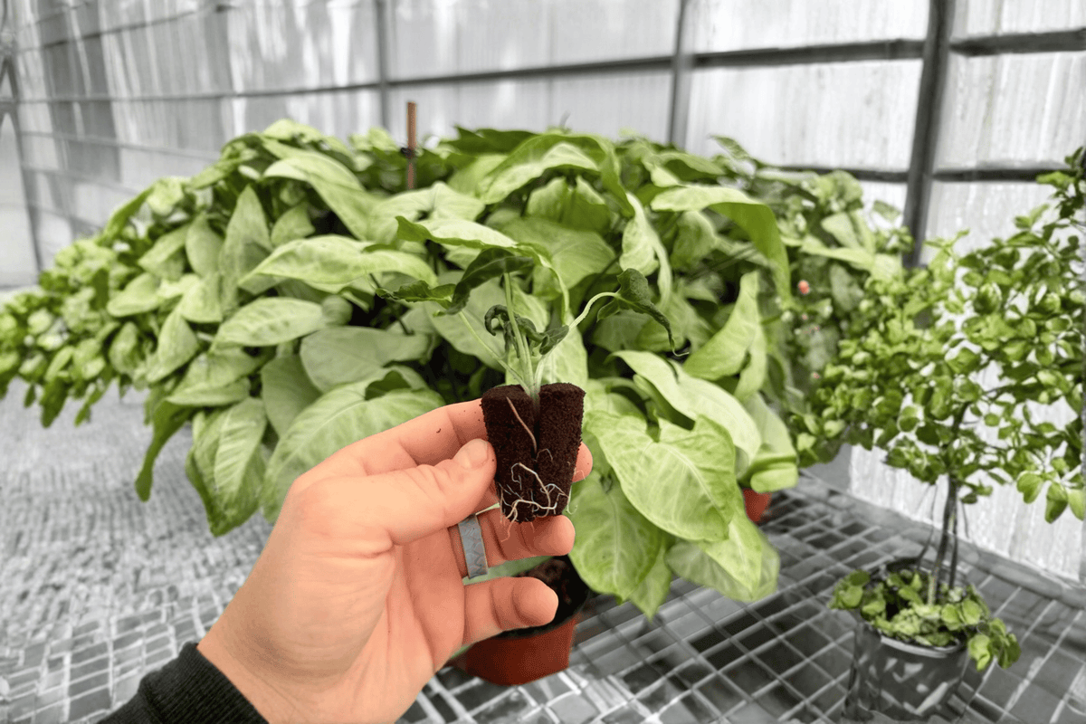 Alocasia Loco - 2 Exact Live Starter Plants (Alocasia ‘Loco’)