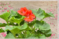 Dark Salmon Geranium Pelargonium Live Plant - Mature Flowering, Rooted, Shipped Without Pot