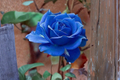 Midnight Blue Rose Seeds - 30 Pack, Blue-Purple Ornamental Shrub Rose