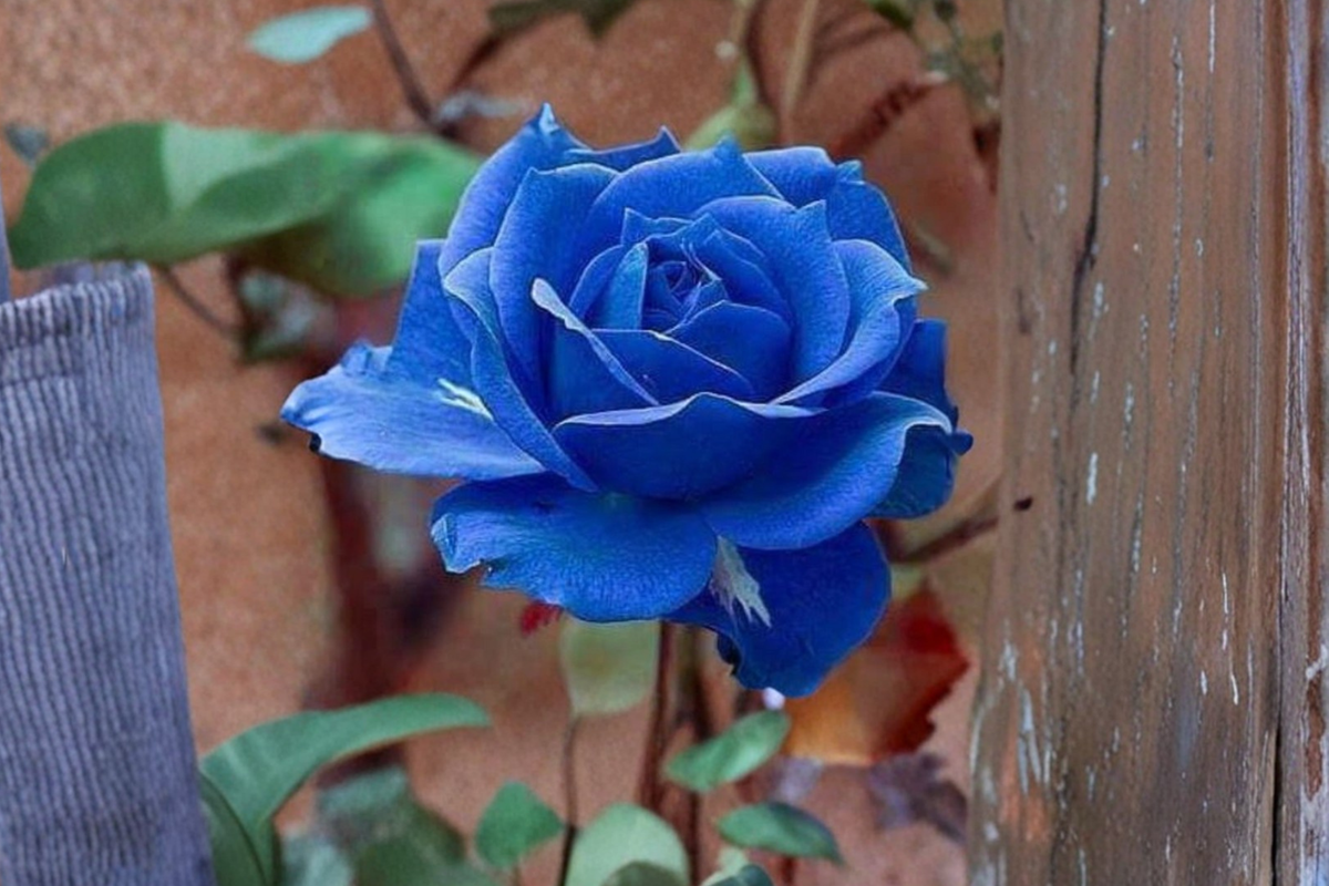 Midnight Blue Rose Seeds - 30 Pack, Blue-Purple Ornamental Shrub Rose