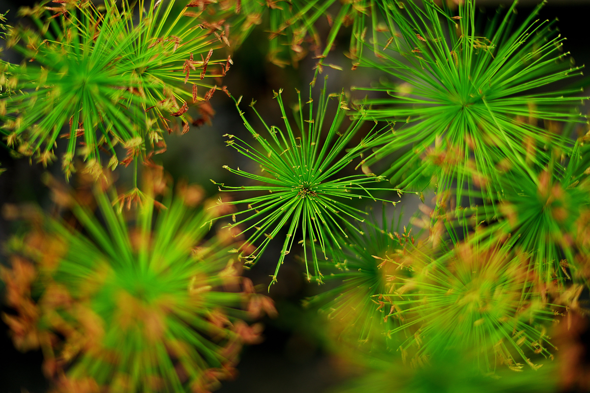 Dwarf Papyrus Live Aquatic Plant (Cyperus haspan) - 15–25" Tall, 1 Live Plant with 5–9 Stems