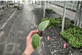 Variegated Hoya macrophylla Starter Plants (2) Bare Root – Live Vines