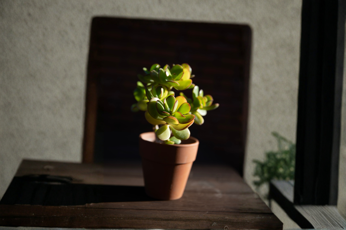 Large Rooted Jade Plant Live Bonsai Starter Crassula ovata | 12+ Inches
