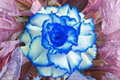 Triple Crown Desert Rose Seeds - Adenium Obesum - 5 Seeds