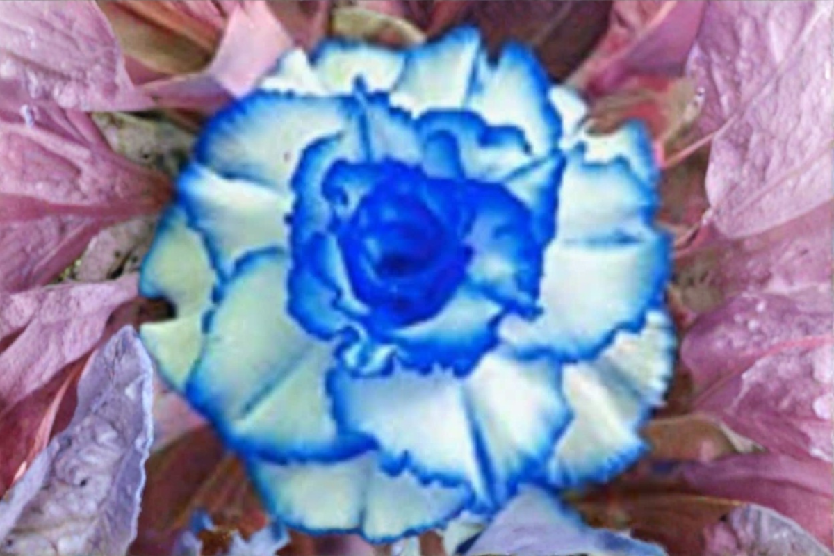 Triple Crown Desert Rose Seeds - Adenium Obesum - 5 Seeds